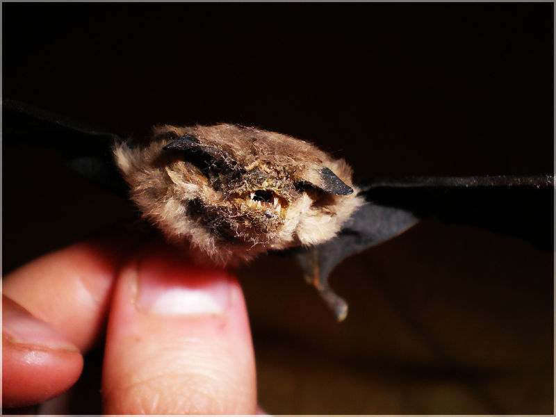 Téléchargement gratuit Images Chevelu Blague Chauve Souris By Kuroisasuke On Deviantart le plus cool par