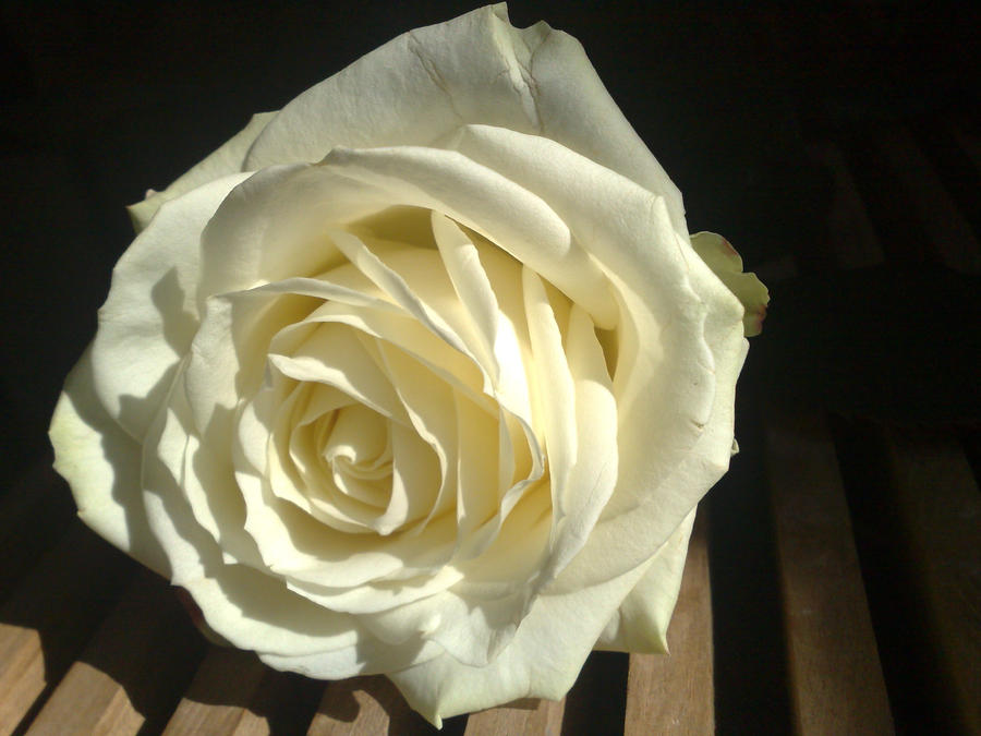 White Rose