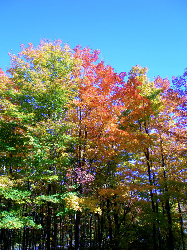 Leaves Falling