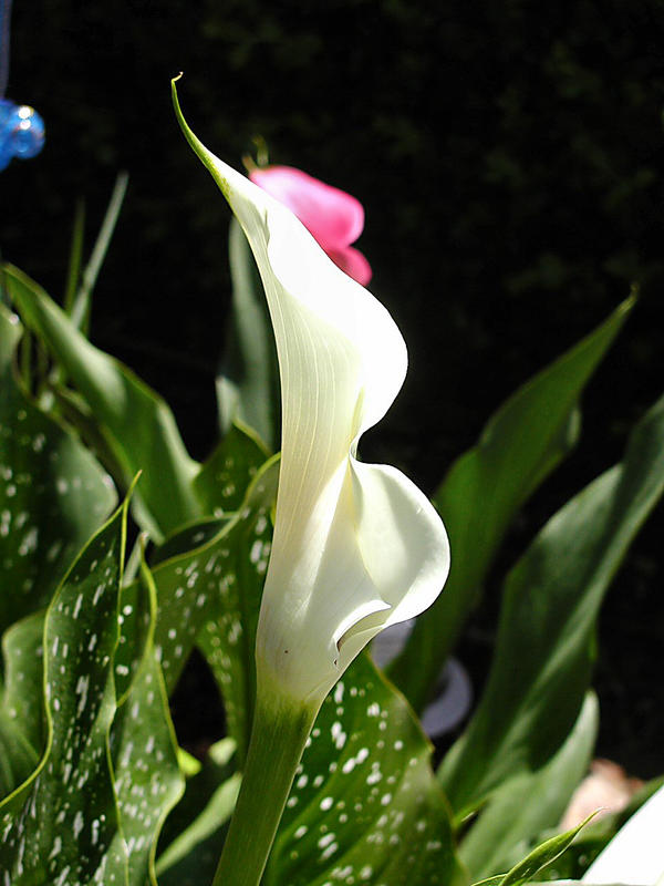 Memorial Day Calla by CelestriaPix on DeviantArt