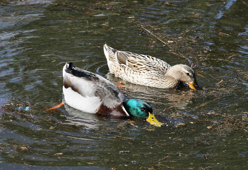 Mallards Feeding 1 by CelestriaPix on DeviantArt