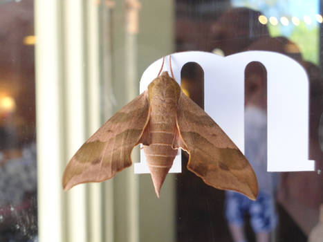 moth