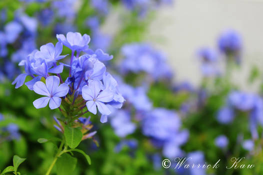 blue flower