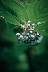 mysterious berries