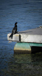 Black Shag