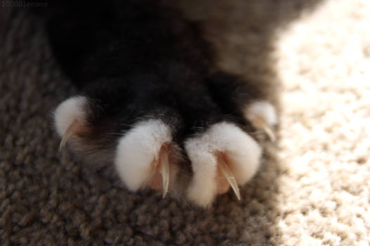 Paw