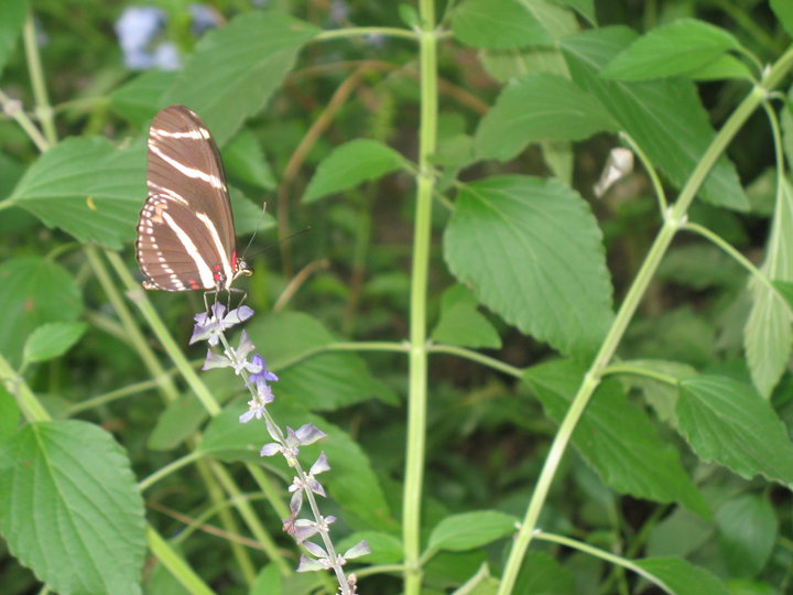 Butterfly Garden