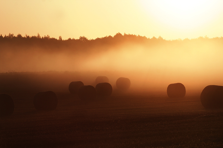 Countryside Mourning Fog -OLD-