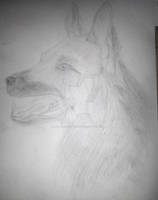 German Shepherd | Sketch Drawing from Bae