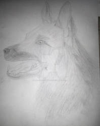 German Shepherd | Sketch Drawing from Bae