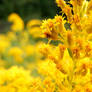 Golden Rod