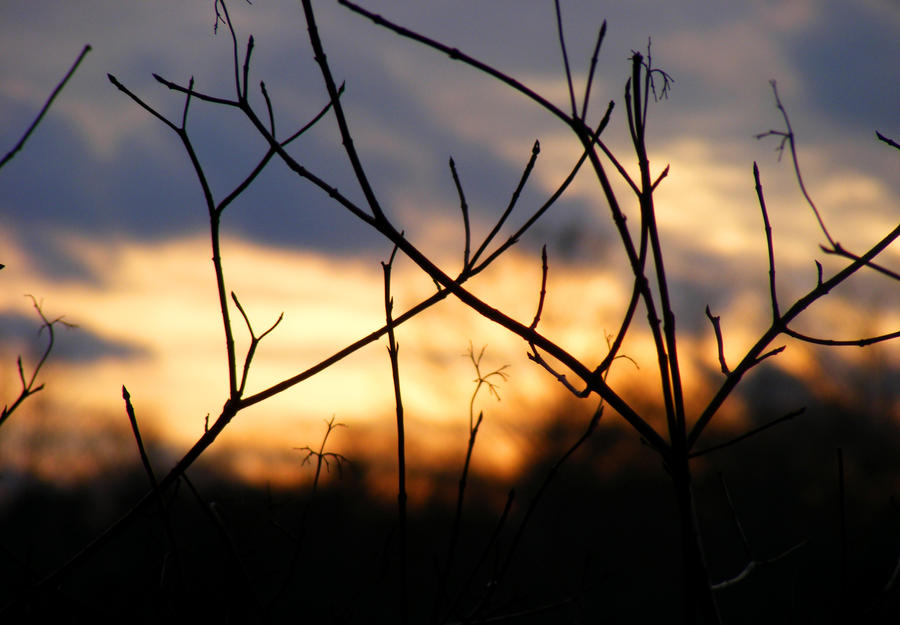 Between the Branches