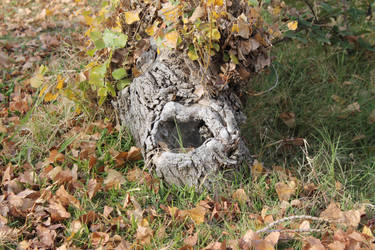 A Hole in a Stump