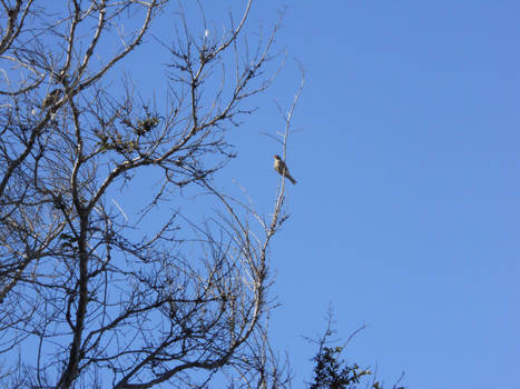 Sing A Beautiful Bird Song