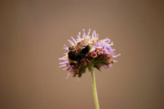 Little Bumblebee