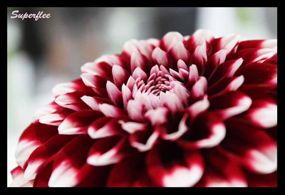 Flower Close Up