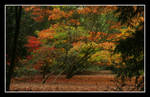 Autumn by eigensheep