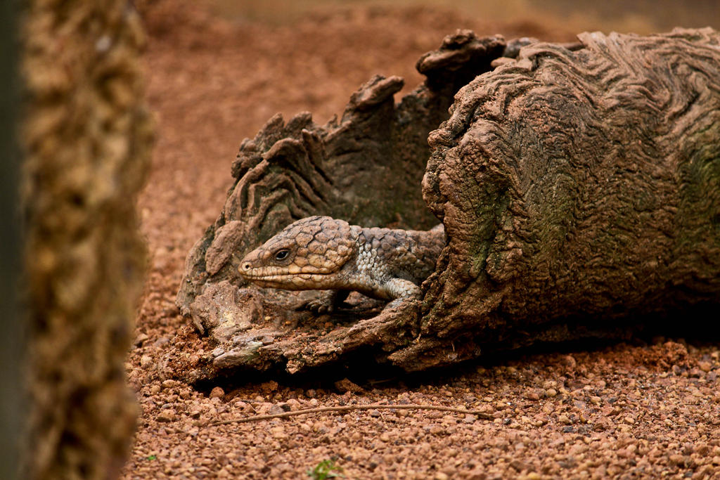 Stumpy Saurus The Stumpy by Squidypoo on DeviantArt