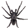 spider png