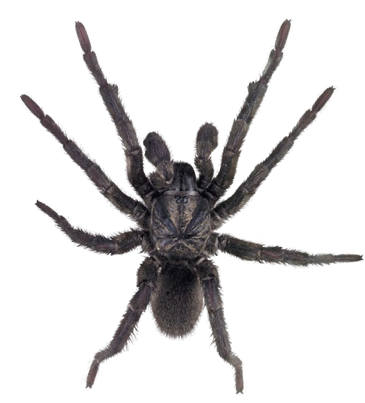 spider png