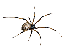 spider png