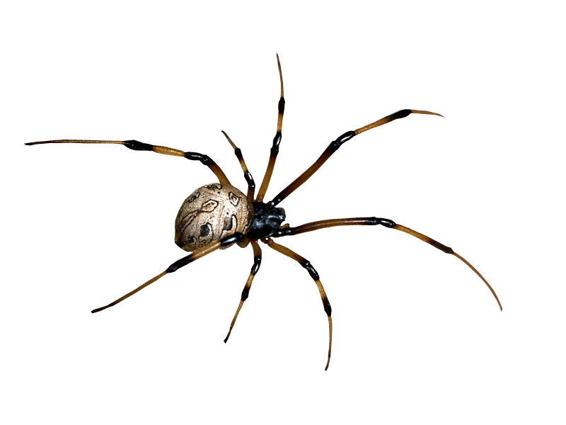 spider png