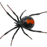 spider png