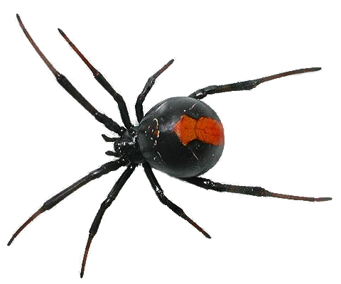 spider png