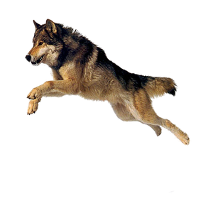 dog png