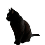 black cat png