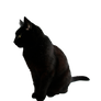 black cat png