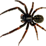 spider png