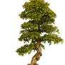 tree png