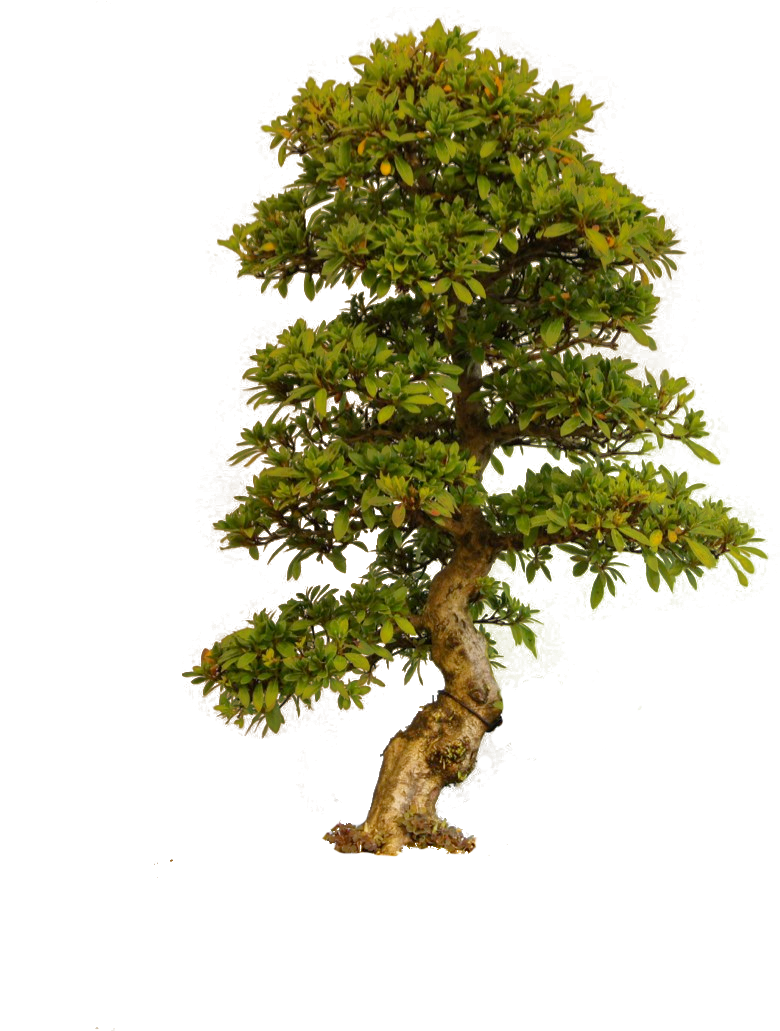 tree png