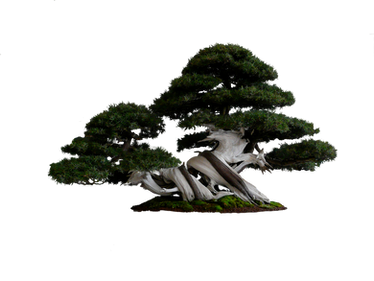 tree png