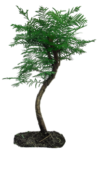 tree png