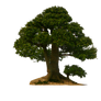 tree png