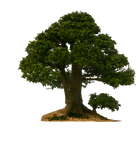 tree png