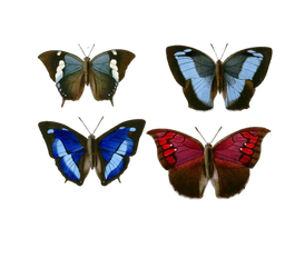 butterflies png