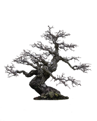 tree png