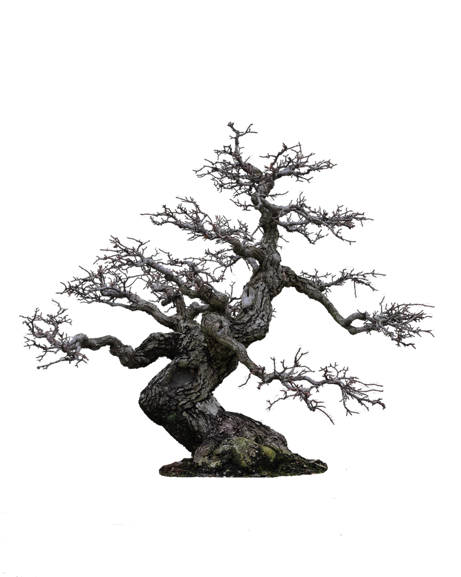 tree png