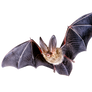 bat png