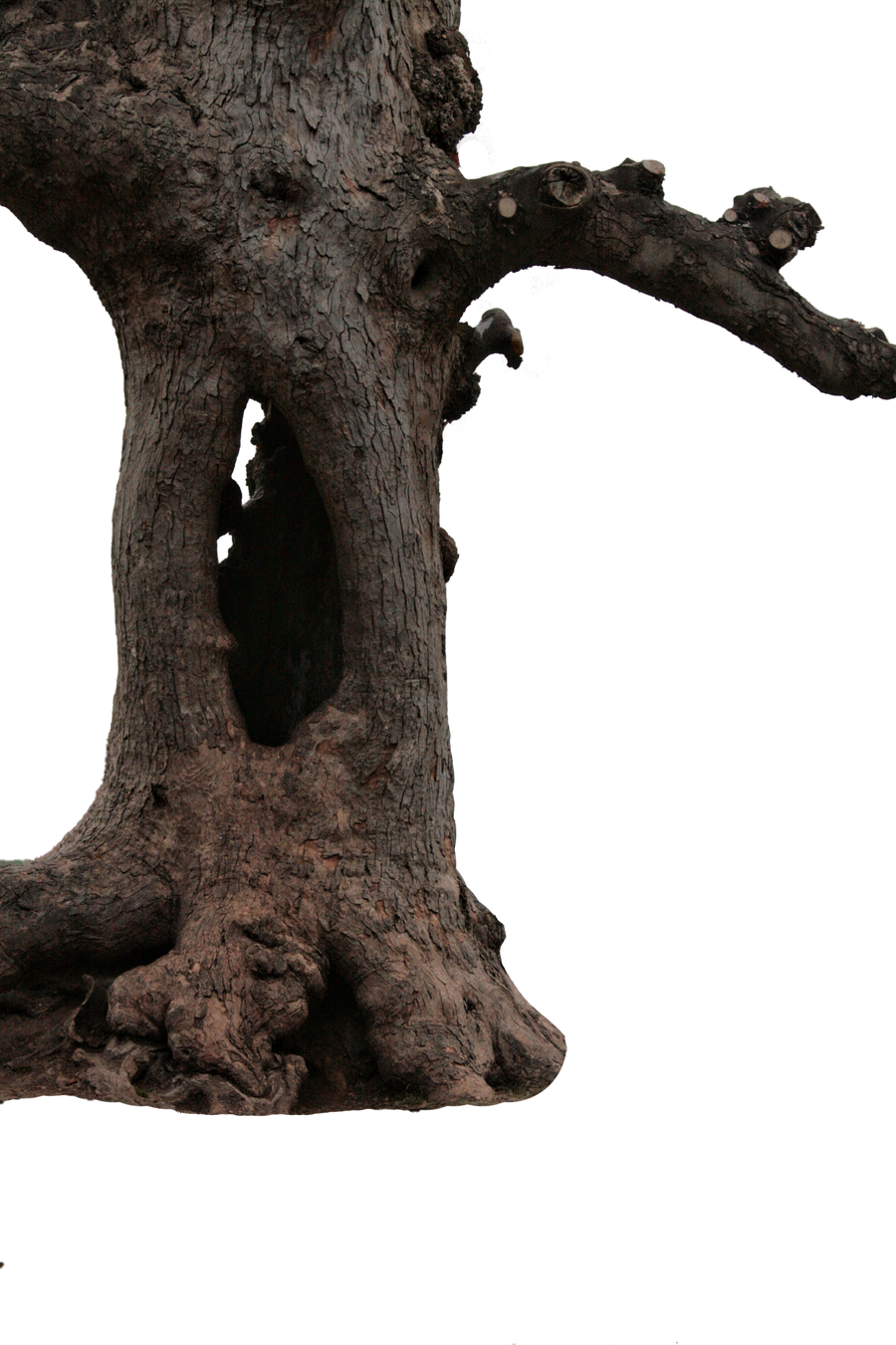 hollow tree trunk png