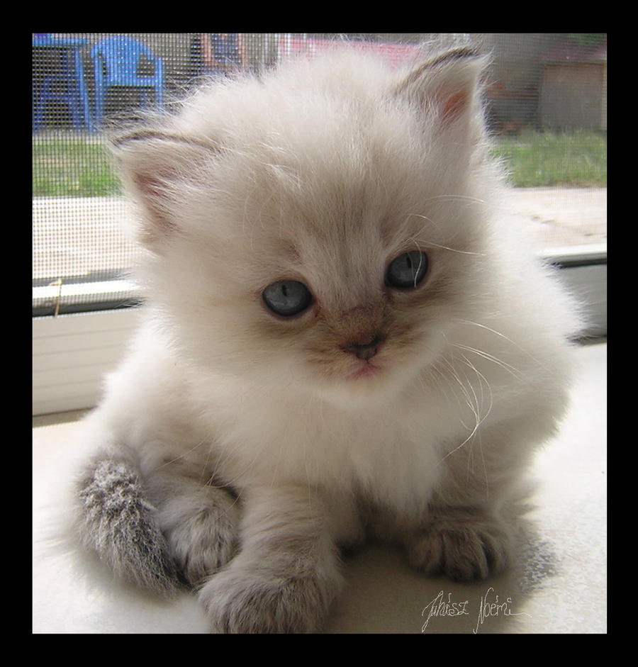 Delice - my sweet baby ragdoll by Nojjesz on DeviantArt