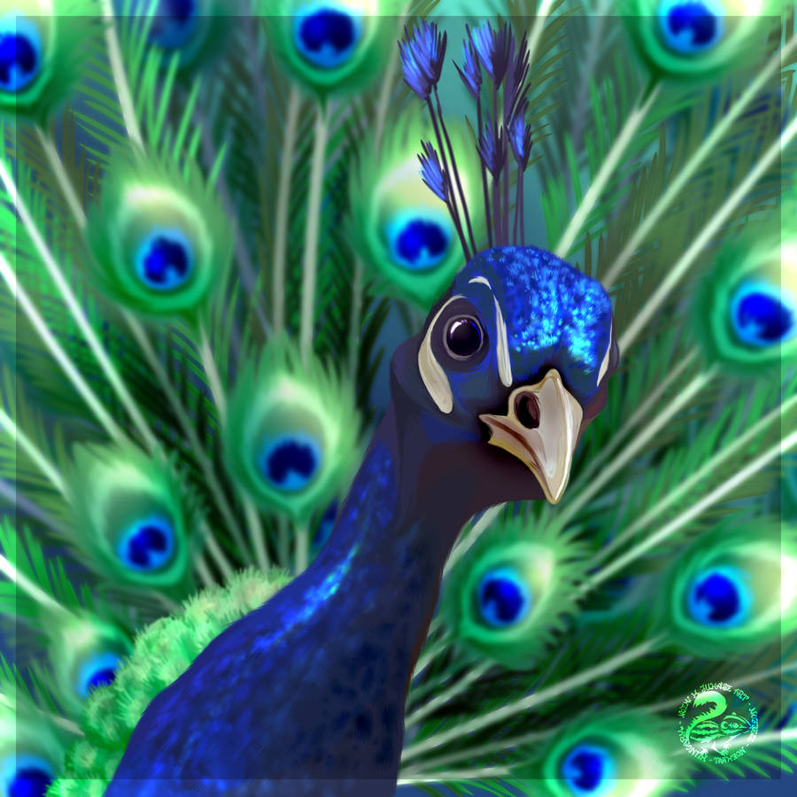 Peacock by Nojjesz