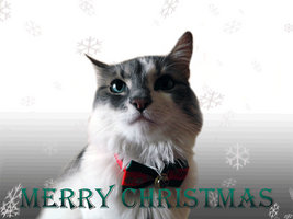 Destin says: Merry Christmas Guys!!!
