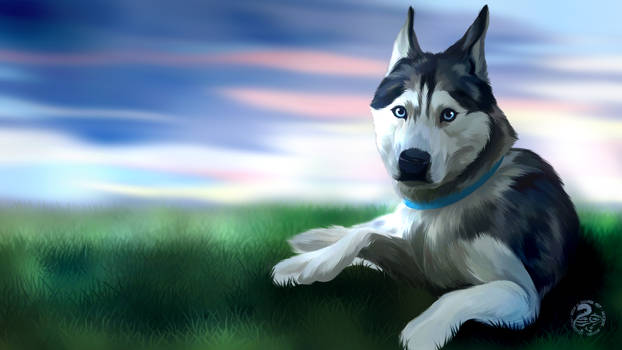 Gohan the Husky
