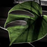 Monstera Leaf