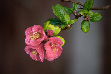 Quince Flower