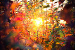 autumn sun_3 by Se1fDestruct